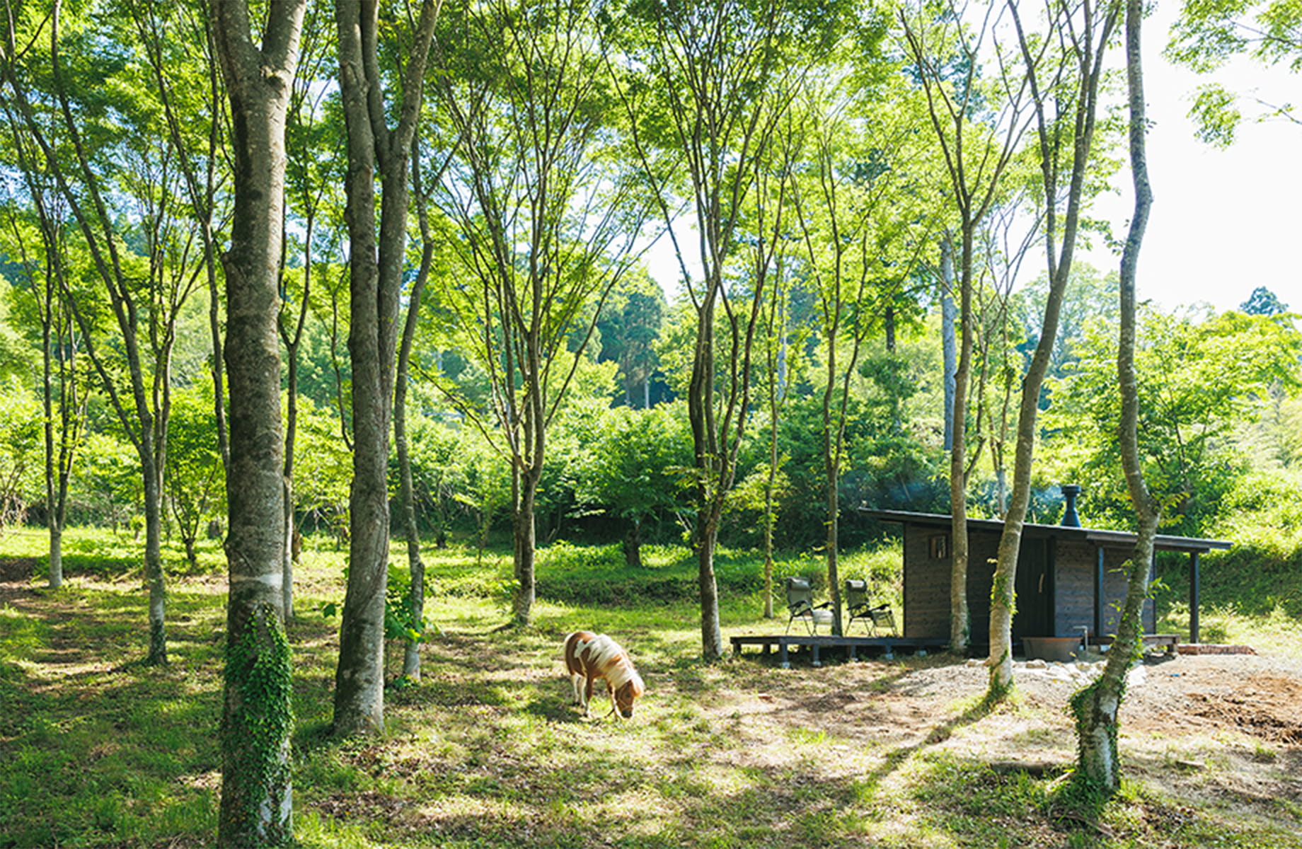 森のサウナのイメージ写真