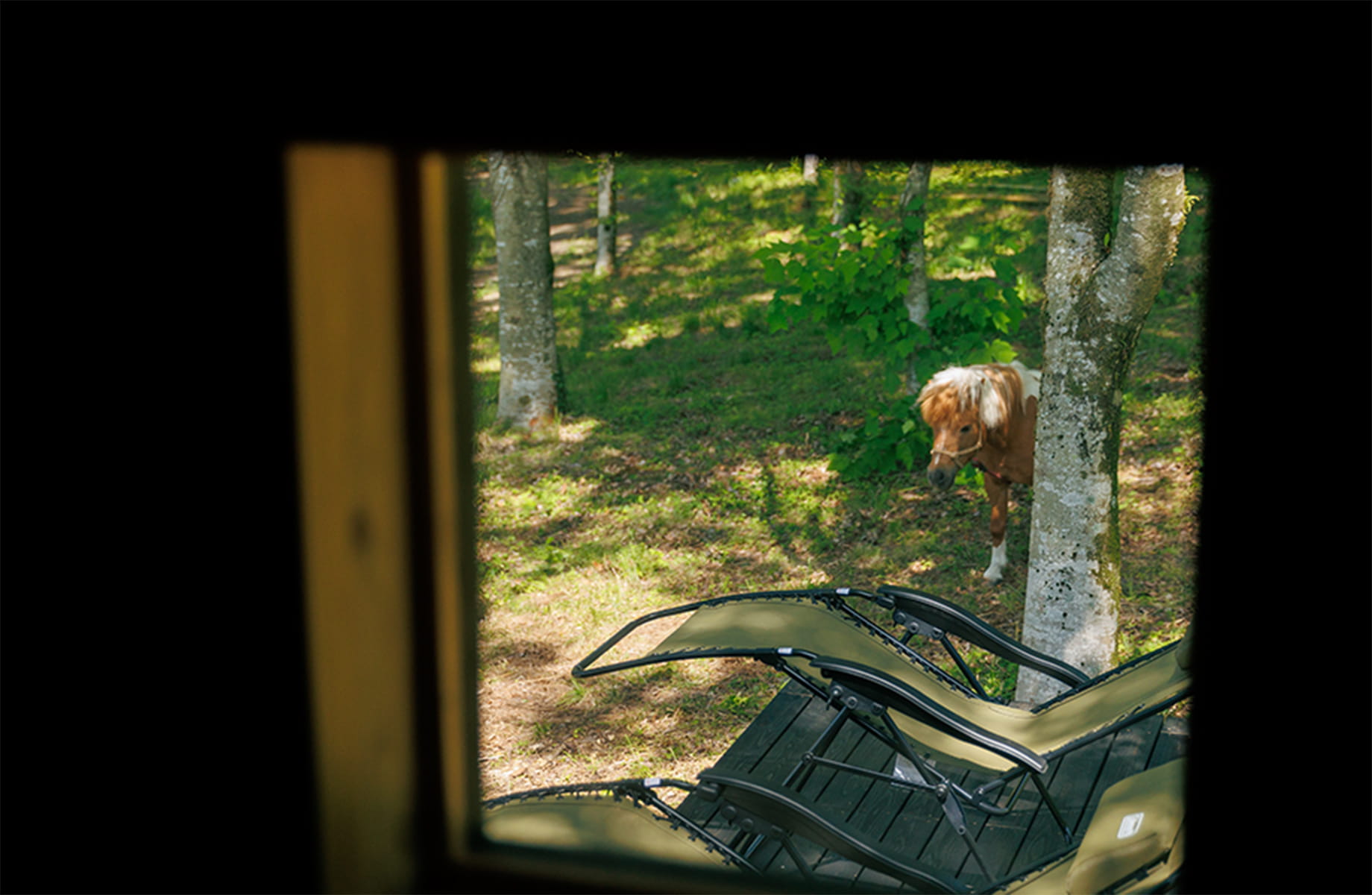 森のサウナのイメージ写真